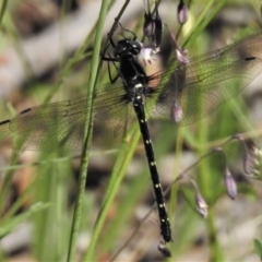 Eusynthemis guttata (Southern Tigertail) at Namadgi National Park - 31 Dec 2018 by JohnBundock