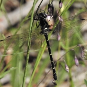 Eusynthemis guttata at Cotter River, ACT - 1 Jan 2019 09:41 AM