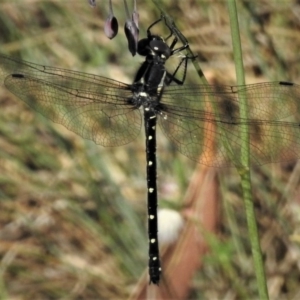 Eusynthemis guttata at Cotter River, ACT - 1 Jan 2019