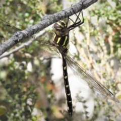 Austroaeschna pulchra (Forest Darner) at Namadgi National Park - 31 Dec 2018 by JohnBundock