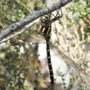 Austroaeschna pulchra at Cotter River, ACT - 1 Jan 2019