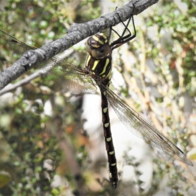 Austroaeschna pulchra (Forest Darner) at Cotter River, ACT - 1 Jan 2019 by JohnBundock