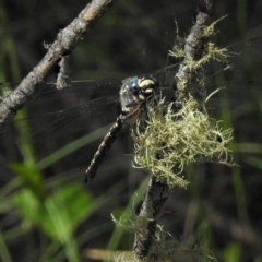 Austroaeschna multipunctata at Cotter River, ACT - 1 Jan 2019 10:29 AM