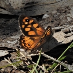 Geitoneura klugii (Marbled Xenica) at Cotter River, ACT - 31 Dec 2018 by JohnBundock