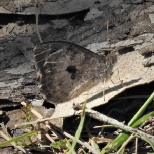 Geitoneura klugii at Cotter River, ACT - 1 Jan 2019 10:33 AM