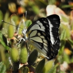 Belenois java (Caper White) at Cotter River, ACT - 1 Jan 2019 by JohnBundock