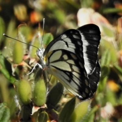 Belenois java (Caper White) at Cotter River, ACT - 1 Jan 2019 by JohnBundock