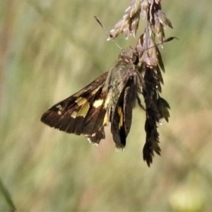 Trapezites phigalioides at Cotter River, ACT - 1 Jan 2019 09:40 AM