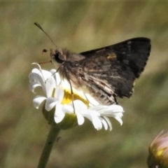 Trapezites phigalioides at Cotter River, ACT - 1 Jan 2019 09:40 AM