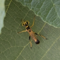 Sceliphron laetum (Common mud dauber wasp) at Illilanga & Baroona - 29 Dec 2018 by Illilanga