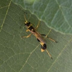 Sceliphron laetum at Michelago, NSW - 29 Dec 2018