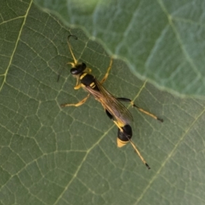 Sceliphron laetum at Michelago, NSW - 29 Dec 2018