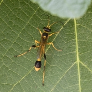 Sceliphron laetum at Michelago, NSW - 29 Dec 2018