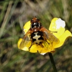 Microtropesa sp. (genus) (Tachinid fly) at Namadgi National Park - 31 Dec 2018 by JohnBundock