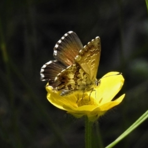 Neolucia agricola at Cotter River, ACT - 1 Jan 2019