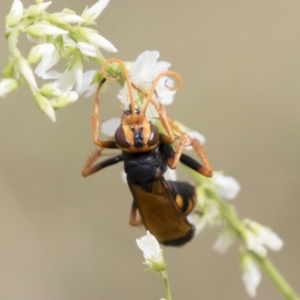 Cryptocheilus sp. (genus) at Michelago, NSW - 31 Dec 2018