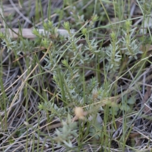 Lythrum hyssopifolia at Illilanga & Baroona - 22 Dec 2018 05:17 PM