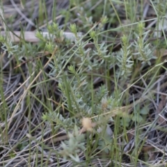 Lythrum hyssopifolia (Small Loosestrife) at Michelago, NSW - 22 Dec 2018 by Illilanga