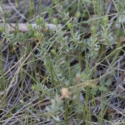 Lythrum hyssopifolia (Small Loosestrife) at Illilanga & Baroona - 22 Dec 2018 by Illilanga