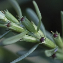 Lythrum hyssopifolia at Illilanga & Baroona - 22 Dec 2018 05:17 PM