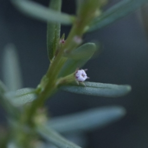 Lythrum hyssopifolia at Illilanga & Baroona - 22 Dec 2018 05:17 PM