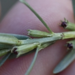 Lythrum hyssopifolia at Illilanga & Baroona - 22 Dec 2018 05:17 PM