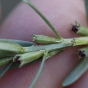 Lythrum hyssopifolia at Illilanga & Baroona - 22 Dec 2018