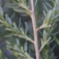 Lythrum hyssopifolia at Illilanga & Baroona - 22 Dec 2018