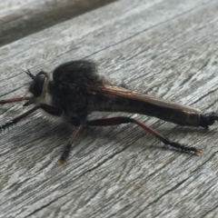 Neoaratus hercules at Tathra, NSW - 1 Jan 2019 01:51 PM