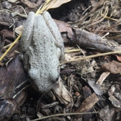 Litoria peronii (Peron's Tree Frog, Emerald Spotted Tree Frog) at Tathra, NSW - 1 Jan 2019 by SteveMills