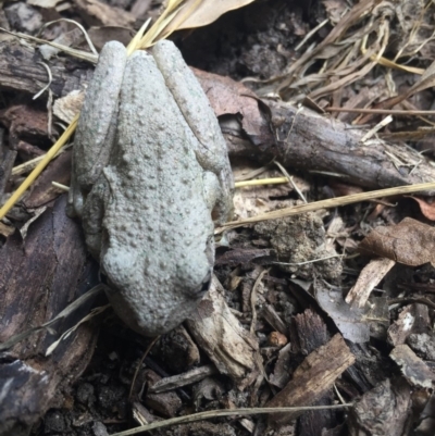 Litoria peronii (Peron's Tree Frog, Emerald Spotted Tree Frog) at Tathra, NSW - 1 Jan 2019 by SteveMills