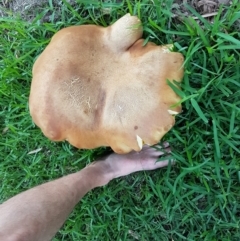 Phlebopus marginatus at Curtin, ACT - 1 Jan 2019