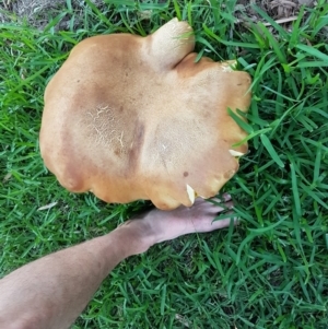 Phlebopus marginatus at Curtin, ACT - 1 Jan 2019