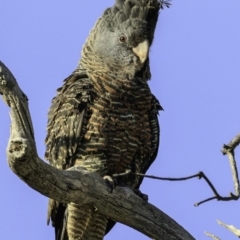 Callocephalon fimbriatum (Gang-gang Cockatoo) at GG229 - 28 Dec 2018 by BIrdsinCanberra