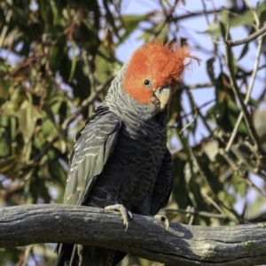 Callocephalon fimbriatum at Hughes, ACT - suppressed