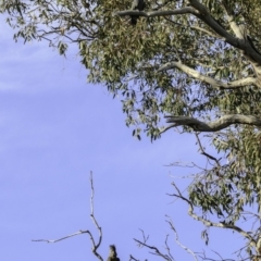 Callocephalon fimbriatum at Hughes, ACT - 29 Dec 2018