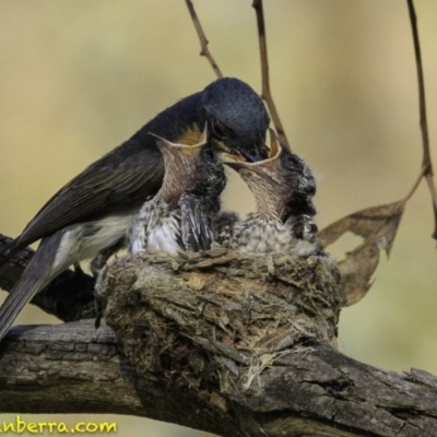 Myiagra rubecula (Leaden Flycatcher) at Red Hill Nature Reserve - 28 Dec 2018 by BIrdsinCanberra