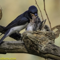 Myiagra rubecula at Deakin, ACT - 29 Dec 2018