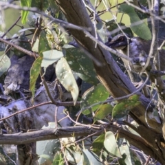 Philemon corniculatus (Noisy Friarbird) at Red Hill Nature Reserve - 28 Dec 2018 by BIrdsinCanberra