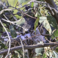 Philemon corniculatus at Deakin, ACT - 29 Dec 2018