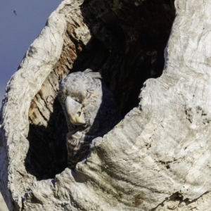 Callocephalon fimbriatum at Deakin, ACT - suppressed