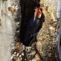 Callocephalon fimbriatum (Gang-gang Cockatoo) at Deakin, ACT - 29 Dec 2018 by JonSteinbeck