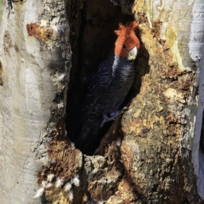 Callocephalon fimbriatum (Gang-gang Cockatoo) at Deakin, ACT - 29 Dec 2018 by JonSteinbeck