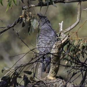 Callocephalon fimbriatum at Deakin, ACT - 29 Dec 2018