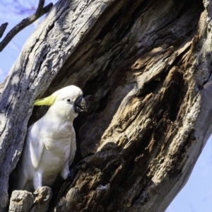 Cacatua galerita at Deakin, ACT - 29 Dec 2018 09:16 AM