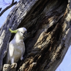 Cacatua galerita at Deakin, ACT - 29 Dec 2018 09:16 AM