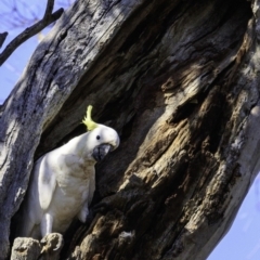 Cacatua galerita at Deakin, ACT - 29 Dec 2018