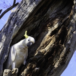 Cacatua galerita at Deakin, ACT - 29 Dec 2018 09:16 AM