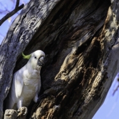 Cacatua galerita at Deakin, ACT - 29 Dec 2018