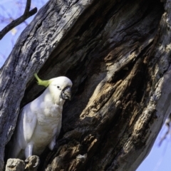 Cacatua galerita at Deakin, ACT - 29 Dec 2018 09:16 AM